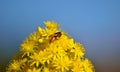 Wasp on aeonium flowers Royalty Free Stock Photo