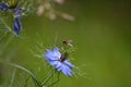 small wasp on a blue flower