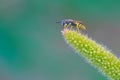 small wasp