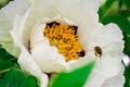 Little wasp pollinates a white flower. Royalty Free Stock Photo