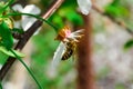 Little wasp pollinates a white flower. Royalty Free Stock Photo