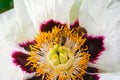 Little wasp pollinates a white flower. Royalty Free Stock Photo