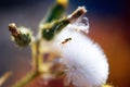 Small wasp in dandelion flower