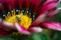 A small wasp on a flower Royalty Free Stock Photo