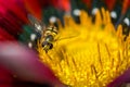 A small wasp on a flower Royalty Free Stock Photo