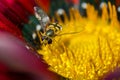 A small wasp on a flower Royalty Free Stock Photo