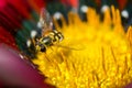 A small wasp on a flower Royalty Free Stock Photo