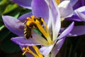 A small wasp on a flower Royalty Free Stock Photo