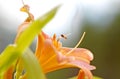 Small wasp on the orange flower Royalty Free Stock Photo