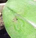 Small wasp on a green leaf