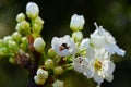 A small wasp inside a white fruit flower