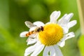 Small wasp just landed on small flower Royalty Free Stock Photo
