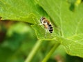 small wasp on a plant leaf Royalty Free Stock Photo