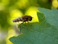 small wasp on a plant leaf Royalty Free Stock Photo