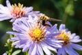 The small wasp sitting on a flower Royalty Free Stock Photo