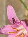 Small wasp sittings on a pink lily in a garden Royalty Free Stock Photo