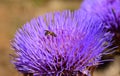 Small wasp on wild artichoke flower Royalty Free Stock Photo