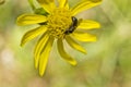 Small wasp on a yellow flower Royalty Free Stock Photo