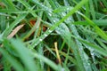 Small water drops of a dew on the green fresh grass with foliage. Royalty Free Stock Photo