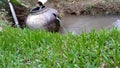 Small Water Fall in the Middle of Rice Fields in Bogor