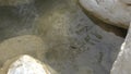 Small water insect walking on the water in a strem with large stones