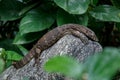 Small Water monitor Asleep