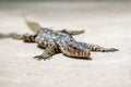 Small water monitor laying flat on the floor