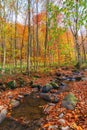 Small water stream in forest Royalty Free Stock Photo