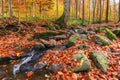 Small water stream in forest Royalty Free Stock Photo