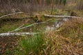 A small water stream surrounded by autumn forest with fallen trees by a beaver Royalty Free Stock Photo