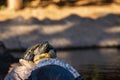 Small water tortoise in a zoo of Tenerife (Spain) Royalty Free Stock Photo