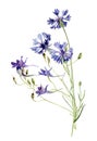 Small watercolor blue bouquet of wild flowers