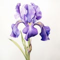 Hyper-realistic Watercolor Painting Of A Purple Iris Royalty Free Stock Photo