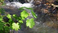 Small Waterfall with Birdsong in Woodland Setting