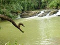 small waterfall dense forest ecosystem Royalty Free Stock Photo