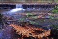 Small waterfall and fallen autumn leaves in a river Royalty Free Stock Photo