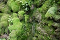 Small waterfall flowing down over ancient plant bryophytes liverworts and mosses Royalty Free Stock Photo