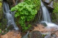 Small waterfall of fresh water in the middle of lush vegetation in the mountains Royalty Free Stock Photo