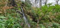 Small Waterfall green foliage water stream bushes