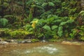 Small waterfall and hot pool at Caldeira Velha, a nature reserve on Sao Miguel Island, Azores, Portugal Royalty Free Stock Photo