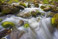 English Pond, Peterhof, Saint Petersburg, Russia. Royalty Free Stock Photo