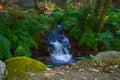 Small waterfall in middle of a forest. Pure nature Royalty Free Stock Photo