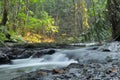 A small waterfall and mossy rocks in a wood Royalty Free Stock Photo