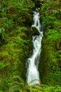 A Small Waterfall in the Olympic Nation Forest, Washington, USA