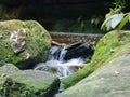 Small waterfall over rocks on Greaves Creek on the Grand Canyon Walking Track Royalty Free Stock Photo