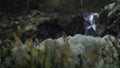 Small waterfall between the rocks in the forest. Clip. Mountainous stream coming down from the stones. Royalty Free Stock Photo