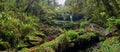 A small waterfall on a slope overgrown with moss and fern with fallen trees and boulders in the mystical forest of Nepal