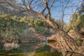 Cascade and giant tree at the Tenes river