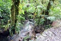 A small waterfall and tropical trees twisted by curly vines and parasites and overgrown with moss. Moteverde. Costa Rica Royalty Free Stock Photo