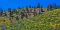 Sage Hills, Wenatchee, Washington State Royalty Free Stock Photo